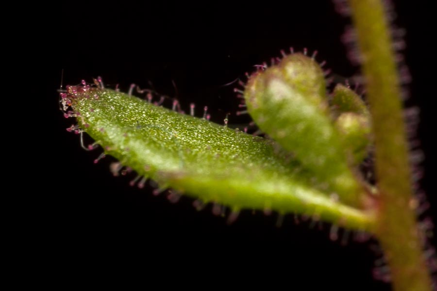 Fiore in paese:   Saxifraga tridactylites